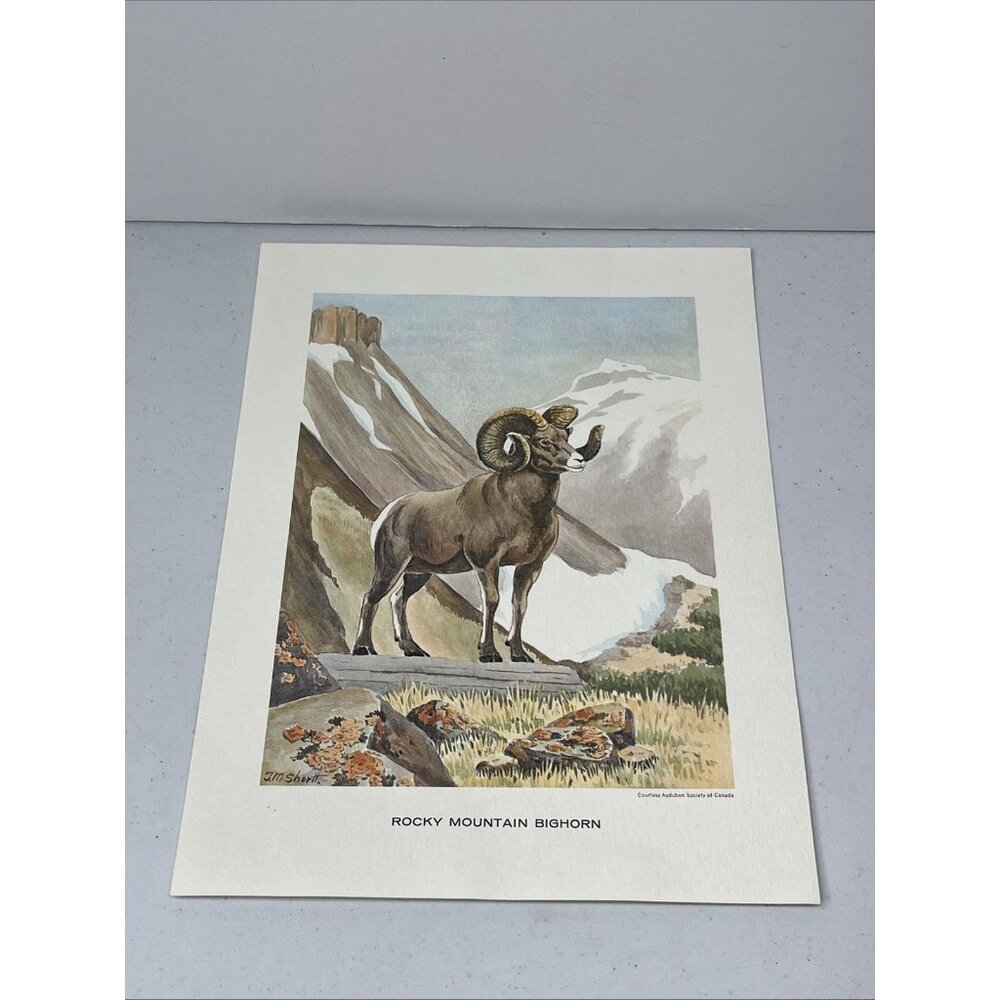 J.M. Shortt Rocky Mountain Bighorn Audubon Society of Canada Print 11 X 8.5